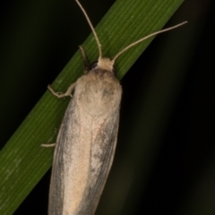 Heliocheilus moribunda at Melba, ACT - 19 Mar 2022 11:15 PM