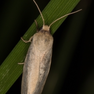 Heliocheilus moribunda at Melba, ACT - 19 Mar 2022