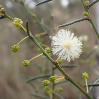 Acacia genistifolia (Early Wattle) at Cook, ACT - 25 Apr 2022 by drakes