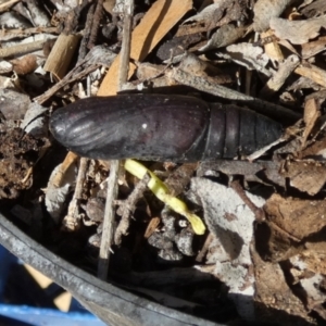 Lepidoptera unclassified IMMATURE moth at Queanbeyan, NSW - 25 Apr 2022