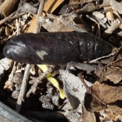 Lepidoptera unclassified IMMATURE moth at Queanbeyan, NSW - 25 Apr 2022