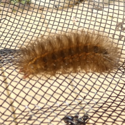 Ardices canescens (Dark-spotted Tiger Moth) at Queanbeyan, NSW - 25 Apr 2022 by Paul4K