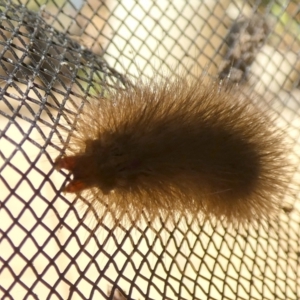 Ardices canescens at Queanbeyan, NSW - suppressed