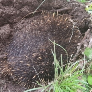 Tachyglossus aculeatus at Melba, ACT - 12 Feb 2022