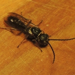 Eirone sp. (genus) (A flower wasp) at Conder, ACT - 31 Dec 2021 by michaelb