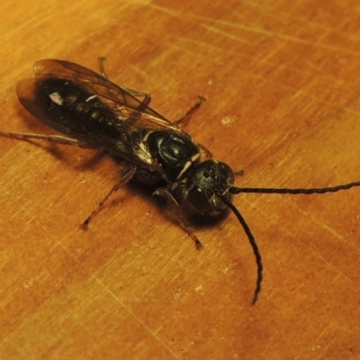 Eirone sp. (genus) (A flower wasp) at Conder, ACT - 31 Dec 2021 by michaelb