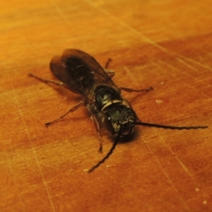 Eirone sp. (genus) at Conder, ACT - 31 Dec 2021