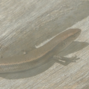 Lampropholis delicata at Conder, ACT - 4 Jan 2022