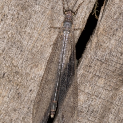 Distoleon bistrigatus (Ant-lion lacewing) at Melba, ACT - 21 Mar 2022 by kasiaaus