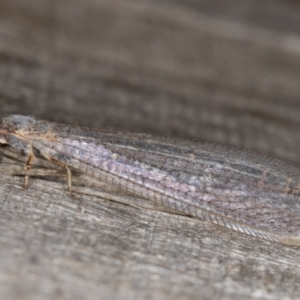 Distoleon bistrigatus at Melba, ACT - 21 Mar 2022 11:55 PM