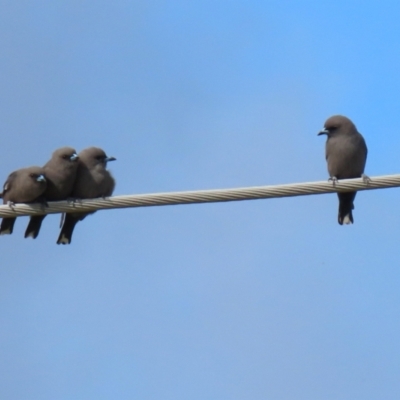 Artamus cyanopterus (Dusky Woodswallow) at Jerrabomberra Wetlands - 25 Apr 2022 by RodDeb