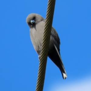 Artamus cyanopterus at Fyshwick, ACT - 25 Apr 2022