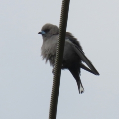 Artamus cyanopterus at Fyshwick, ACT - 25 Apr 2022