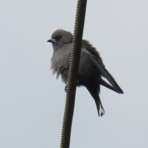 Artamus cyanopterus at Fyshwick, ACT - 25 Apr 2022