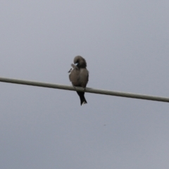 Artamus cyanopterus at Fyshwick, ACT - 25 Apr 2022