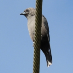 Artamus cyanopterus at Fyshwick, ACT - 25 Apr 2022