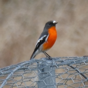 Petroica phoenicea at Googong, NSW - suppressed