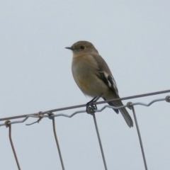 Petroica phoenicea at Googong, NSW - suppressed