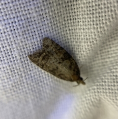 Asthenoptycha sphaltica and nearby species at O'Connor, ACT - 21 Apr 2022 07:00 PM