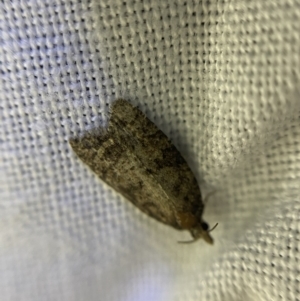 Asthenoptycha sphaltica and nearby species at O'Connor, ACT - 21 Apr 2022 07:00 PM