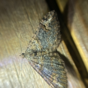 Chrysolarentia adornata at O'Connor, ACT - 21 Apr 2022