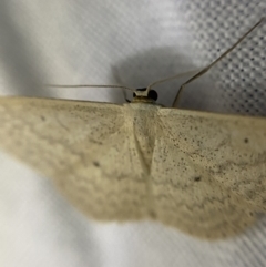 Scopula optivata (Varied Wave) at O'Connor, ACT - 21 Apr 2022 by NedJohnston