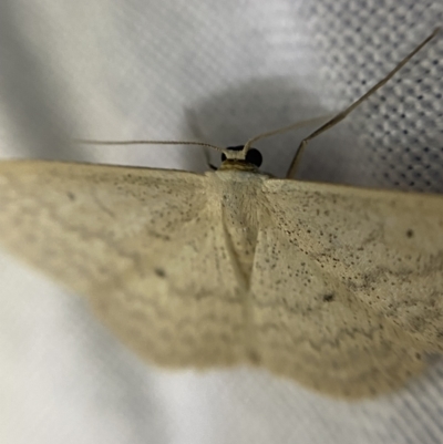 Scopula optivata (Varied Wave) at O'Connor, ACT - 21 Apr 2022 by NedJohnston