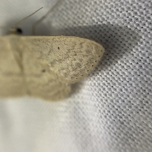 Scopula optivata at O'Connor, ACT - 21 Apr 2022