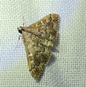 Nacoleia rhoeoalis at O'Connor, ACT - 21 Apr 2022