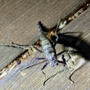 Boreoides subulatus at O'Connor, ACT - 21 Apr 2022 06:17 PM