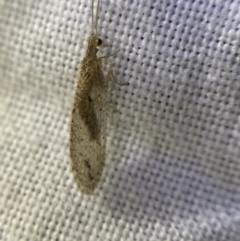 Micromus tasmaniae at O'Connor, ACT - 21 Apr 2022 06:16 PM