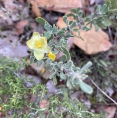 Hibbertia obtusifolia (Grey Guinea-flower) at Hackett, ACT - 26 Apr 2022 by Jenny54