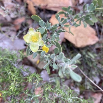 Hibbertia obtusifolia (Grey Guinea-flower) at Hackett, ACT - 26 Apr 2022 by Jenny54