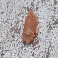 Stenocotis depressa (Leafhopper) at O'Connor, ACT - 23 Apr 2022 by ConBoekel