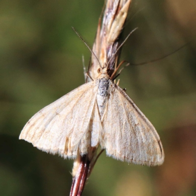 Scopula rubraria (Reddish Wave, Plantain Moth) at O'Connor, ACT - 24 Apr 2022 by ConBoekel