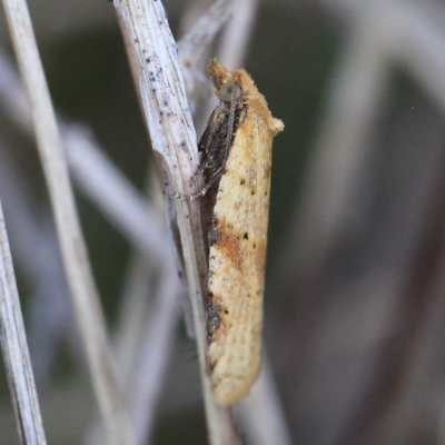 Tortricinae (subfamily) (A tortrix moth) at O'Connor, ACT - 24 Apr 2022 by ConBoekel