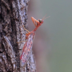 Campion sp. (genus) (Mantis Fly) at O'Connor, ACT - 24 Apr 2022 by ConBoekel