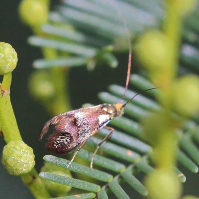 Nemophora (genus) (A Fairy Moth) at O'Connor, ACT - 24 Apr 2022 by ConBoekel