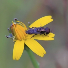 Eumerus sp. (genus) (A hoverfly) at O'Connor, ACT - 23 Apr 2022 by ConBoekel