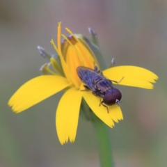 Eumerus sp. (genus) at O'Connor, ACT - 23 Apr 2022