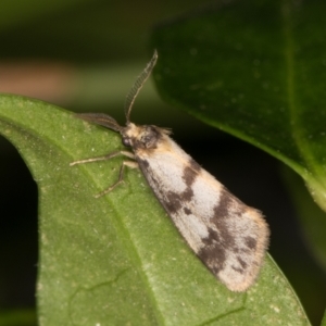 Anestia (genus) at Melba, ACT - 20 Mar 2022