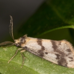 Anestia (genus) at Melba, ACT - 20 Mar 2022 11:57 PM