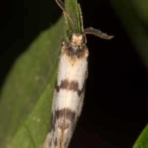 Anestia (genus) at Melba, ACT - 20 Mar 2022 11:57 PM