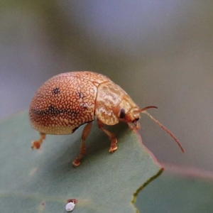 Paropsis atomaria at O'Connor, ACT - 23 Apr 2022