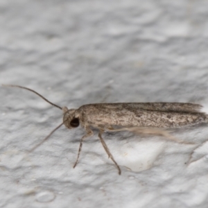 Oenochroa and Artiastis (genera) at Melba, ACT - 20 Mar 2022 11:59 PM