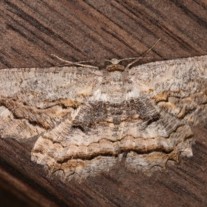 Scioglyptis lyciaria at Melba, ACT - 21 Mar 2022 11:43 PM