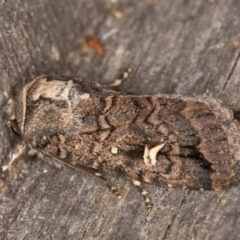 Proteuxoa microspila (Little Noctuid) at Melba, ACT - 21 Mar 2022 by kasiaaus