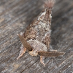 Pernattia pusilla at Melba, ACT - 21 Mar 2022