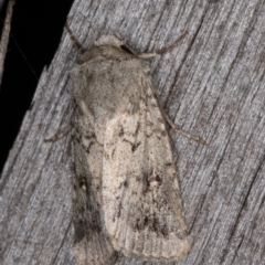 Proteuxoa capularis (Half-moon Noctuid) at Melba, ACT - 21 Mar 2022 by kasiaaus