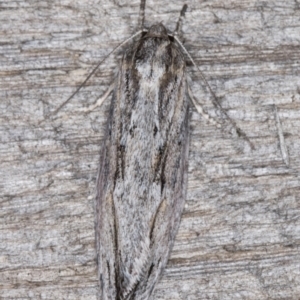 Agriophara platyscia at Melba, ACT - 21 Mar 2022